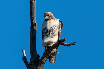 Red-tailed hawk perched on a branch. Clear blue sky on an autumn day. Captured in a Toronto park.