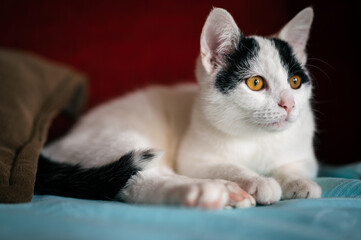 Very beautiful white kitty comfortably lying on sofa between pillows. Cute kitten with orange eyes.