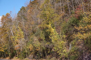 Trees with Autumn Colors on Covering Hillside with Bright Blue Sky