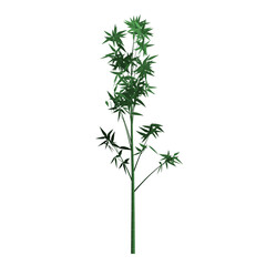 Green bamboo with leaves on white background. Graphic, illustration, image