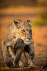 Fototapeta premium Lion stands