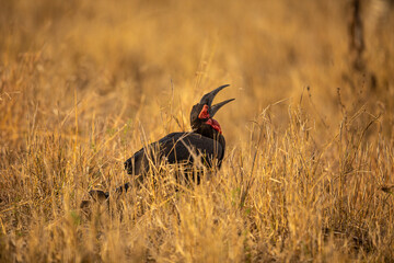 Southern Ground Hornbill