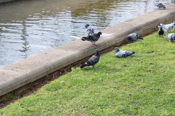 pigeons 
