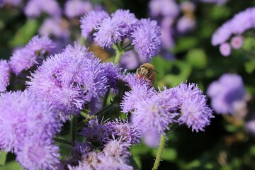 bee on a purple flower
