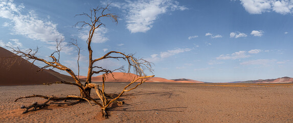 Tree in the desert