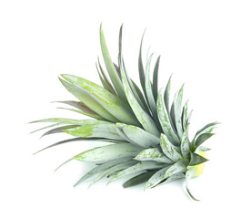 pineapple leaf on white background