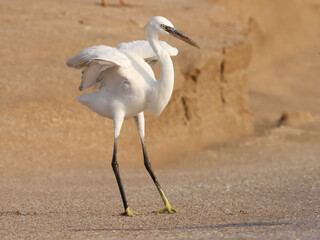 Egret on the beach. Seabird. White bird.