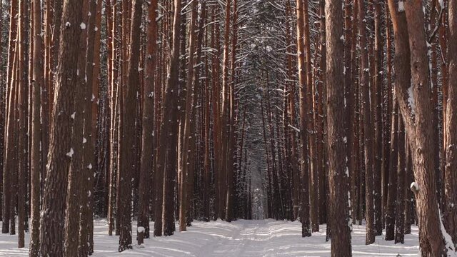 Beautiful snowy winter forest landscape with snowy white empty road among trees. White snowflakes falling down on snowy ground. Many blurry old pine trees in backdrop