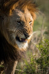 Lion snarl