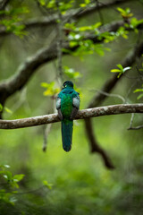 Narina Trogon