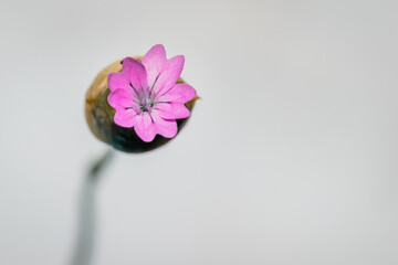 (Petrorhagia dubia) hairy pink Wild flowers during spring, Cape Town, South Africa