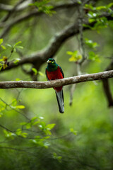 Narina Trogon portrait