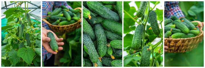 Collage of harvest garden cucumbers. Selective focus.