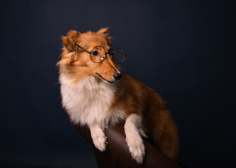 sheltie puppy with glasses on a blue background in the studio