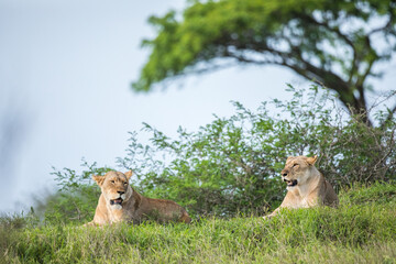 Lionesses