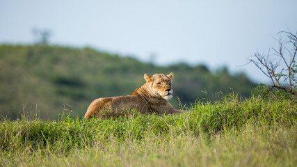 Lioness