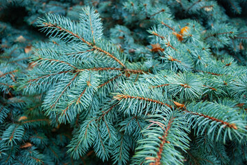 Branches of a blue spruce. Christmas tree background. Close-up.