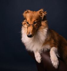 sheltie puppy with glasses on a blue background in the studio