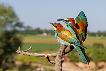 courtship of bee-eaters of paradise colorful birds