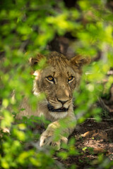 Lion cub portrait