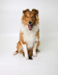 sheltie puppy on a white background in the studio