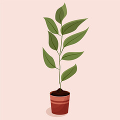 Home plant with green leaves in a pot. Plant and ecology design for greeting card, menu, banner, sticker, advertisement, poster. Flat  illustration: homemade flower in a pot on a pink background