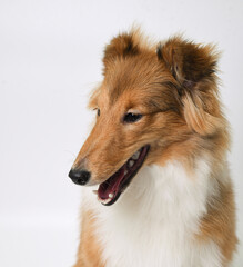 the head of a sheltie puppy on a white background in the studio