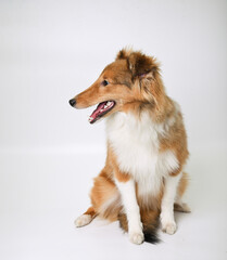 sheltie puppy on a white background in the studio