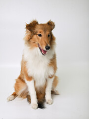 sheltie puppy on a white background in the studio