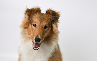 portrait of a sheltie puppy in the studio