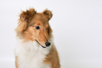 the head of a sheltie puppy on a white background in the studio