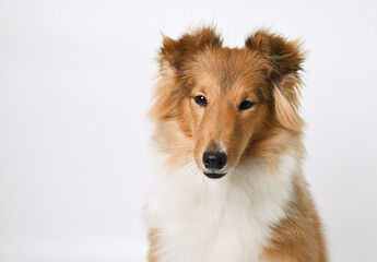 the head of a sheltie puppy on a white background in the studio