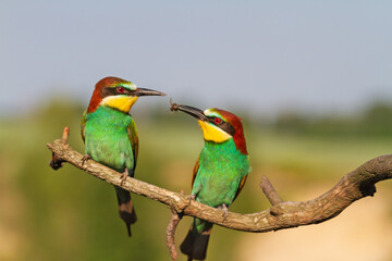 Fototapeta na wymiar courtship of paradise colorful birds