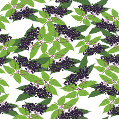 Elderberry vector seamless pattern on white color background