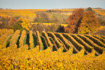 Rows of colorful yellow grapevines in a vineyard on a warm fall say in Alzey, Germany.