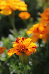 Bright orange marigolds growing in the sunny flower garden.