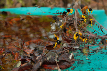 Fading autumn. Withering flowers and plants. Autumn pastel colors. Aging process