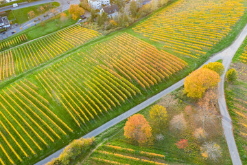 Bird's eye view of the vineyards of Frauenstein / Germany in late autumn in the evening light 