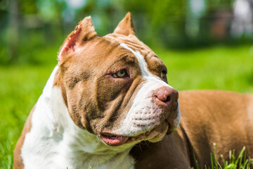 Chocolate color American Bully dog is on green grass