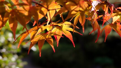 Maple red leaves in autumn season for background