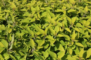 green leaves background