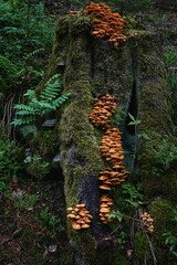Mushrooms on wood in a forest