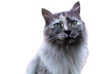 Beautiful cat isolated on white