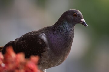 pigeon