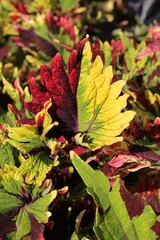 red and yellow leaves