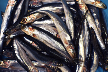 Fototapeta premium Fresh salted anchovies in a blue plate.