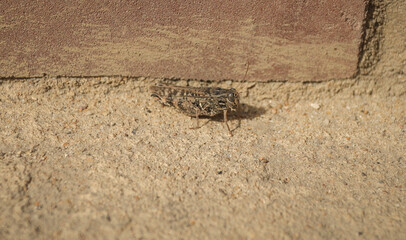 gray grasshopper close-up on concrete and brick background