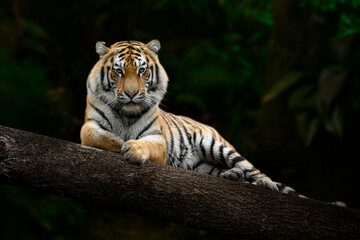 Adult Tiger relaxing on large branch looking at the viewer