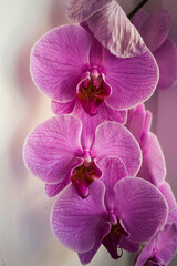 purple beautiful orchid close up