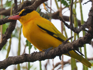 Black-naped Oriole